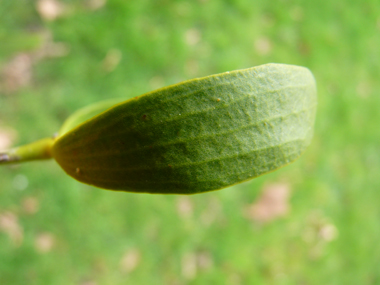 Verso des feuilles. Agrandir dans une nouvelle fenêtre (ou onglet)